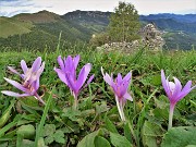 57 Colchicum autumnale ( Colchico d'autunno) con vista su rudere di baita